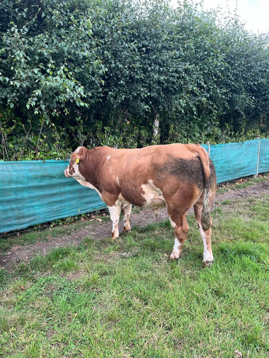 Simmental bulls - Image 3