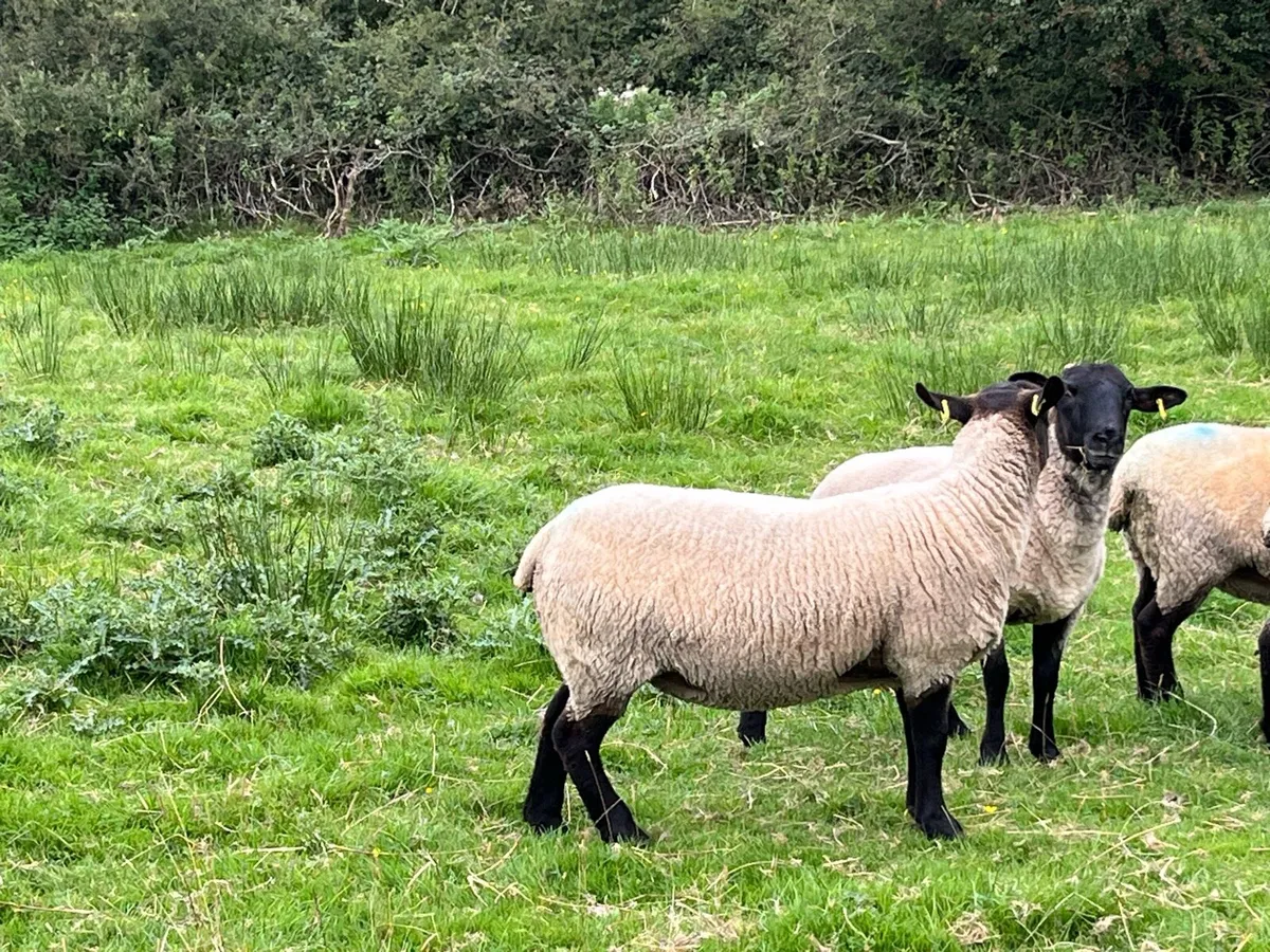 Hoggets - Suffolk X - Image 2