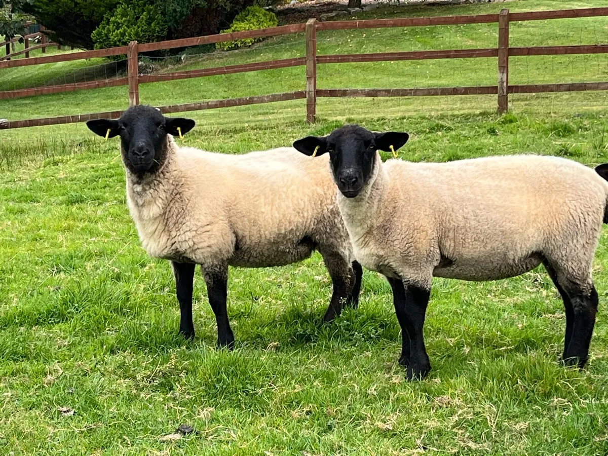 Hoggets - Suffolk X - Image 1