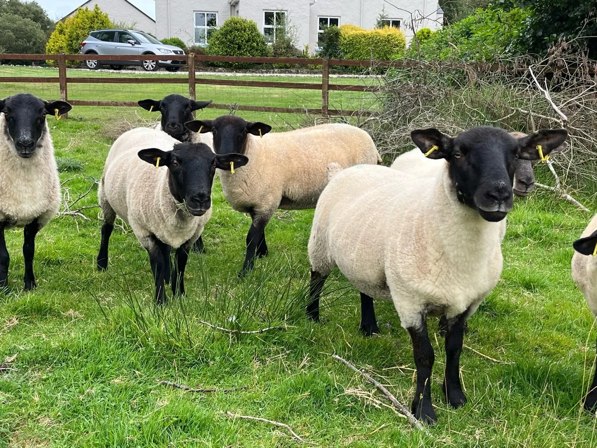 Hoggets - Suffolk X - Image 3