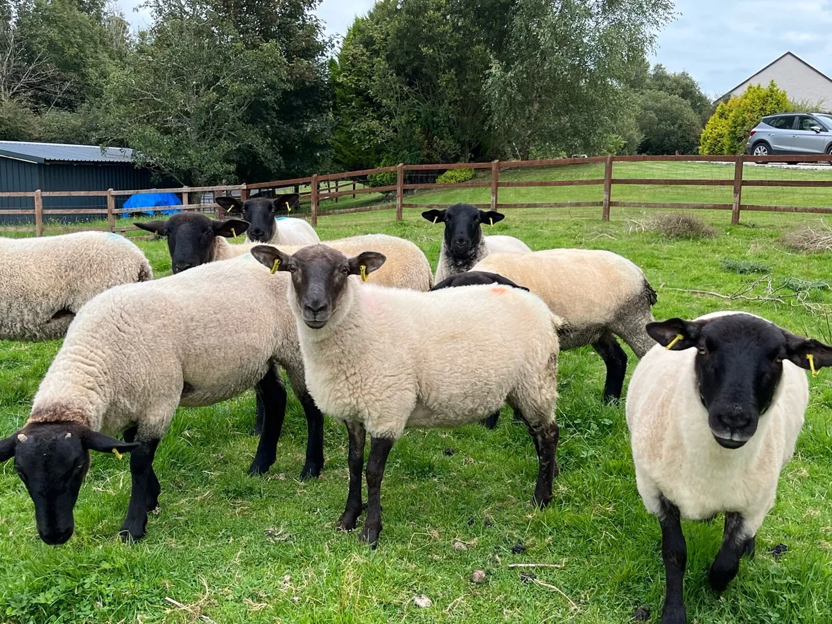 Hoggets - Suffolk X - Image 4