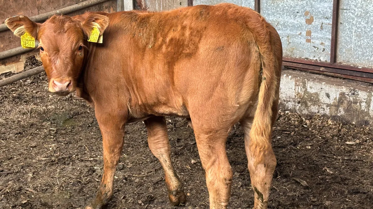 ⭐️ Quality Cow And Heifer Calf ⭐️ - Image 2