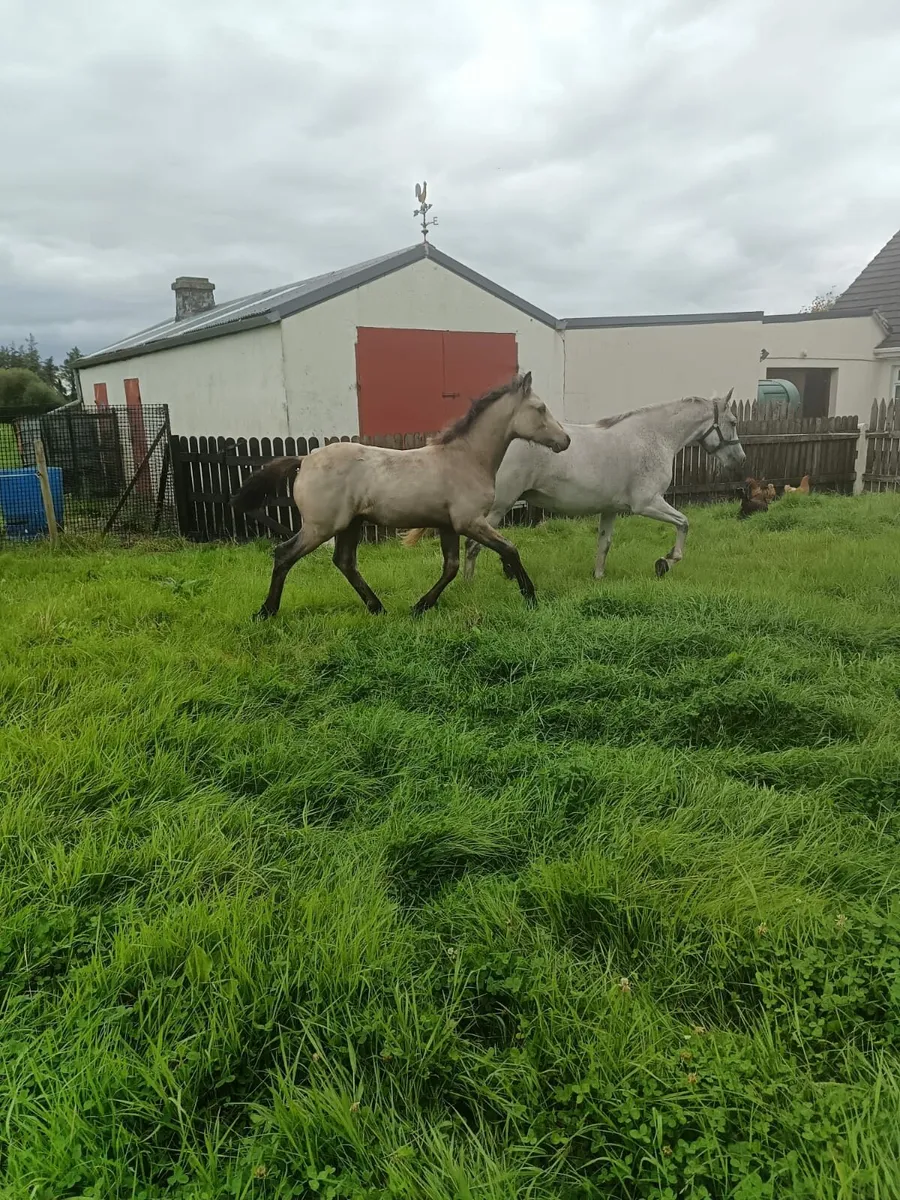 7 year old connemara mare class 1 and colt foal - Image 1