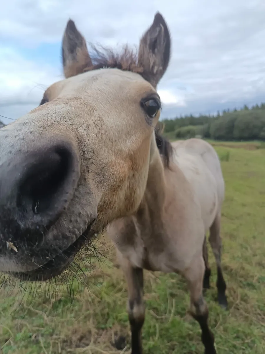7 year old connemara mare class 1 and colt foal - Image 2