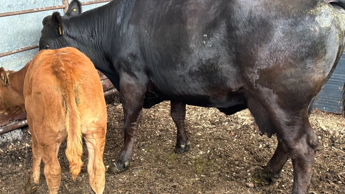 ⭐️ Quality Cow And Heifer Calf ⭐️ - Image 4