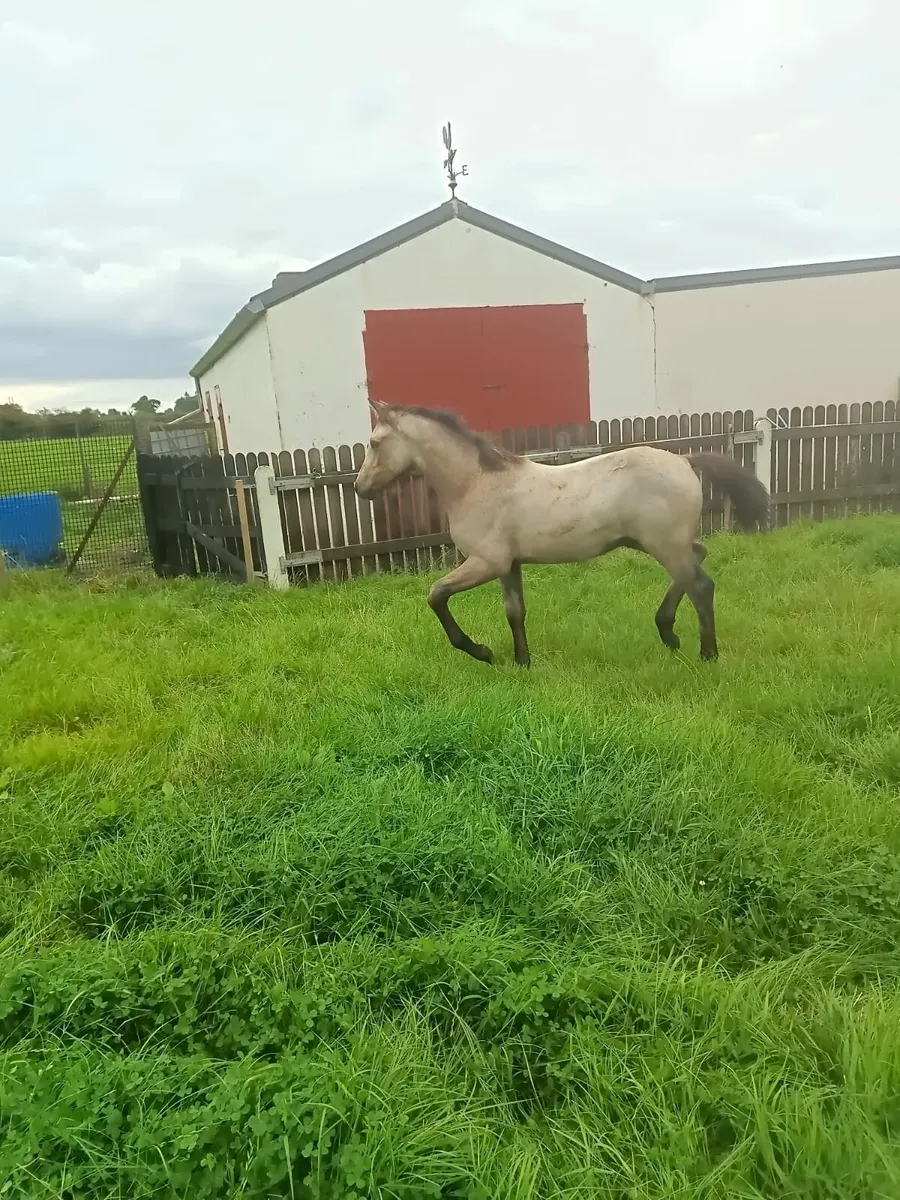 7 year old connemara mare class 1 and colt foal - Image 3