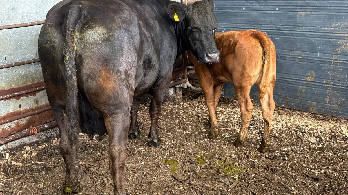 ⭐️ Quality Cow And Heifer Calf ⭐️ - Image 3