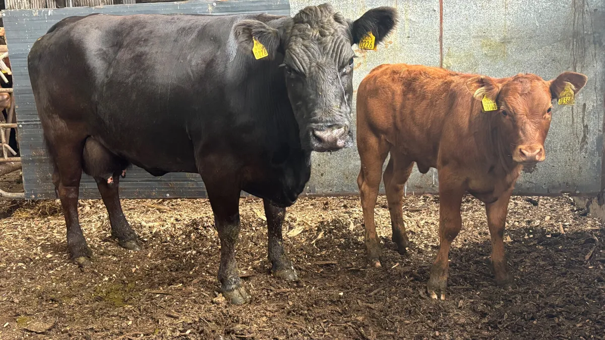 ⭐️ Quality Cow And Heifer Calf ⭐️ - Image 1