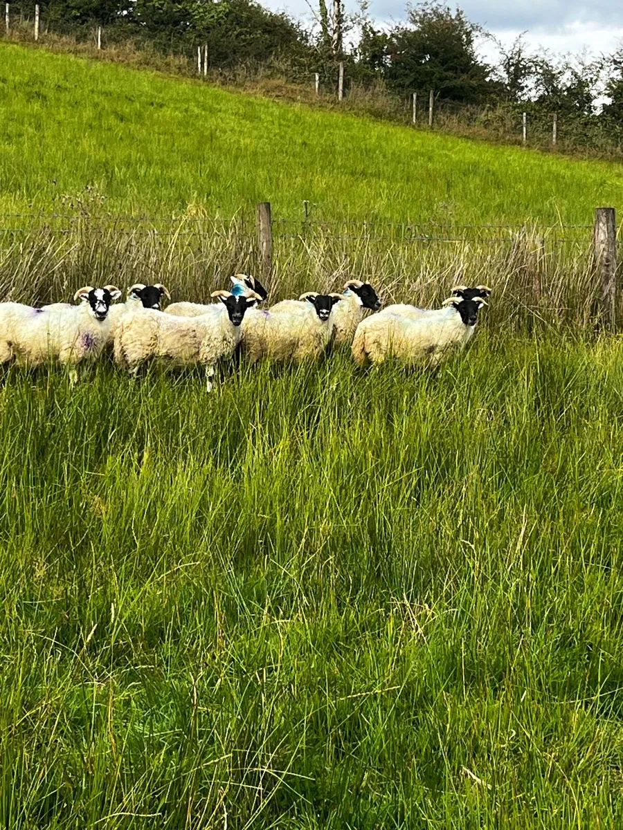 Super PB Lanark ewe lambs - Image 1