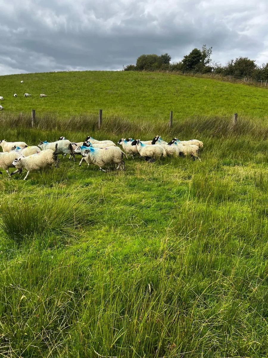 Super PB Lanark ewe lambs - Image 2