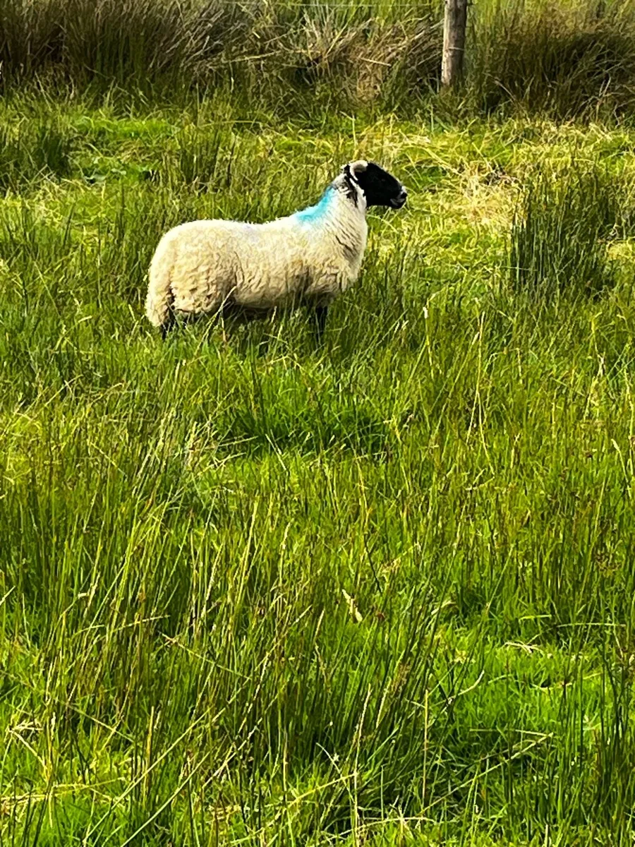 Super PB Lanark ewe lambs - Image 3