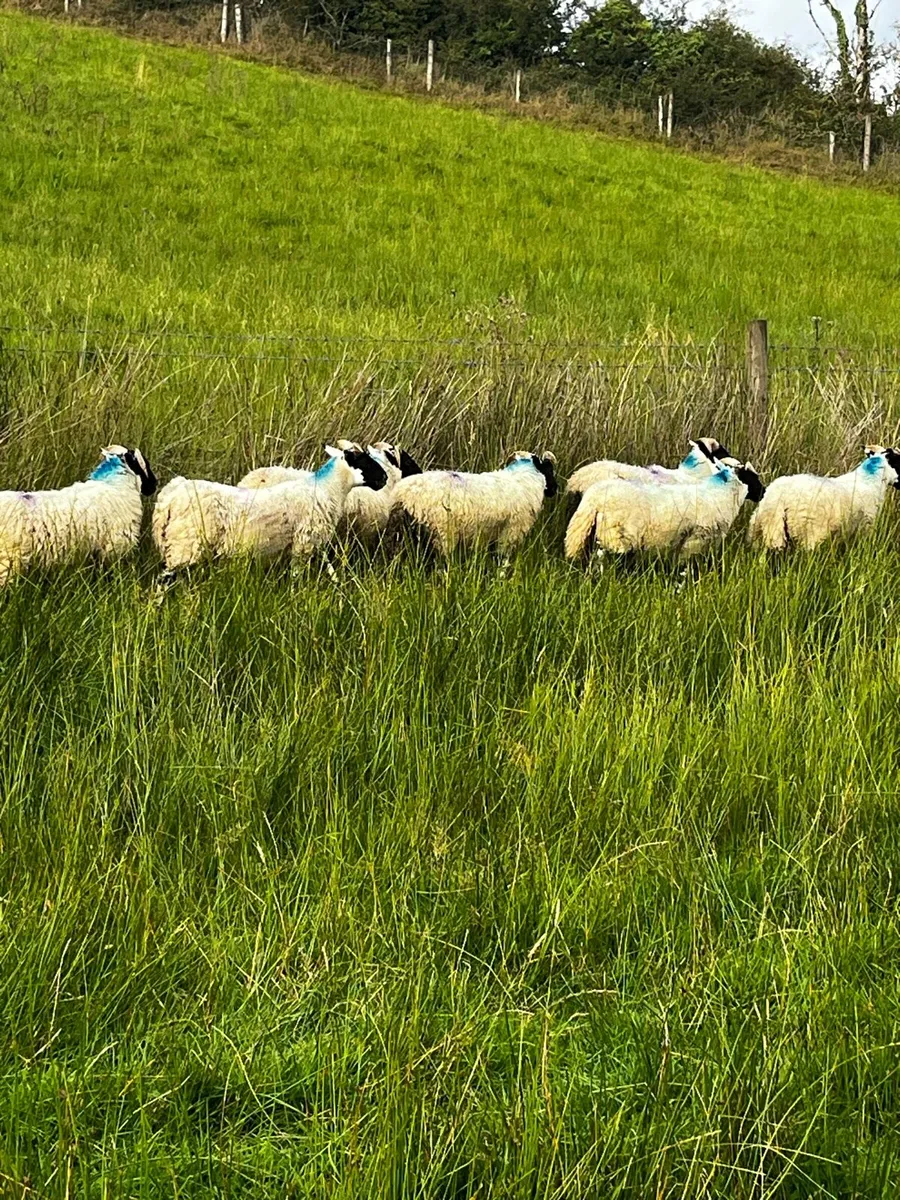 Super PB Lanark ewe lambs - Image 4