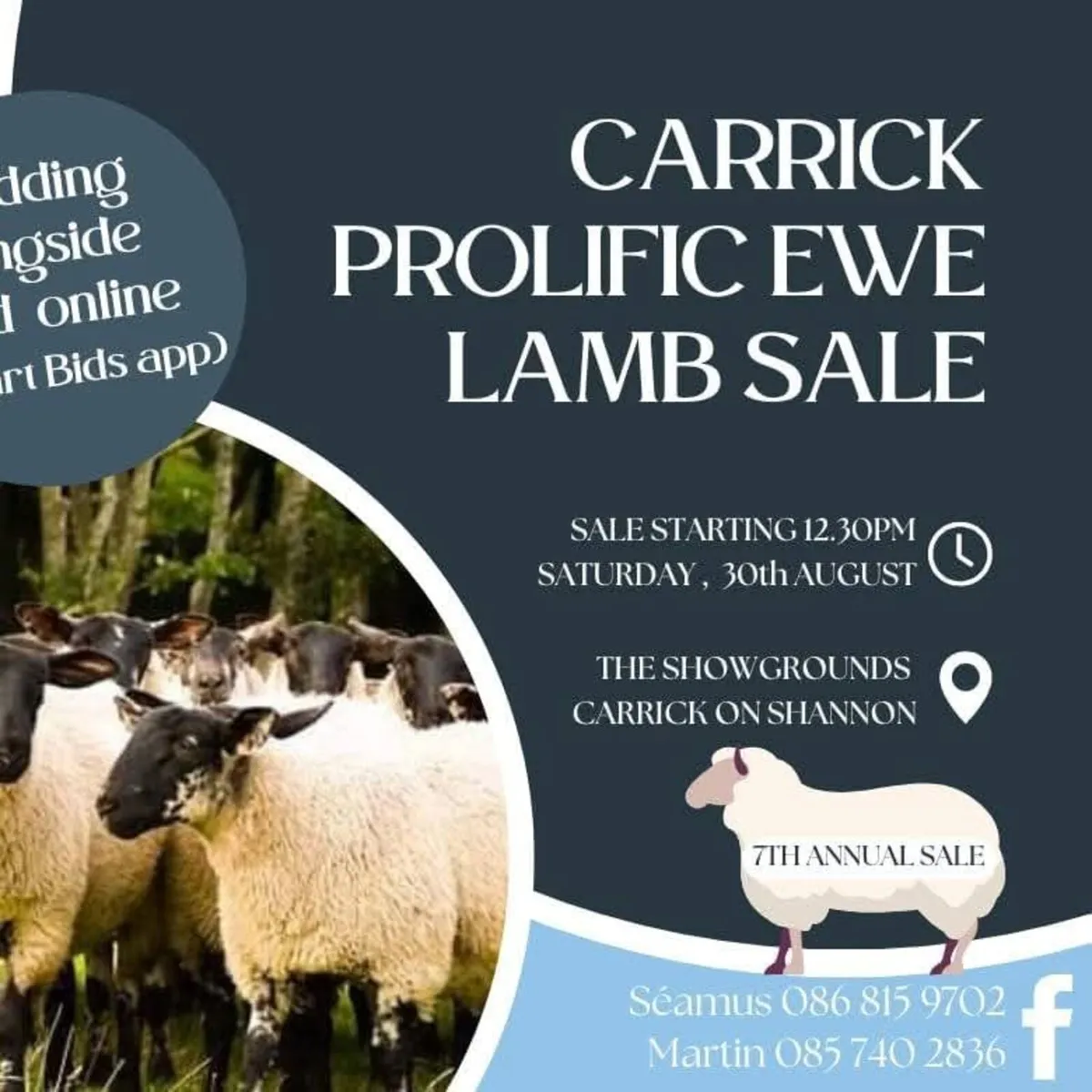 Ewe Lambs - Image 1