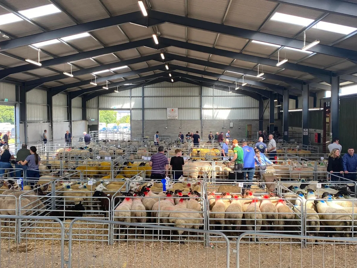 Ewe Lambs - Image 2