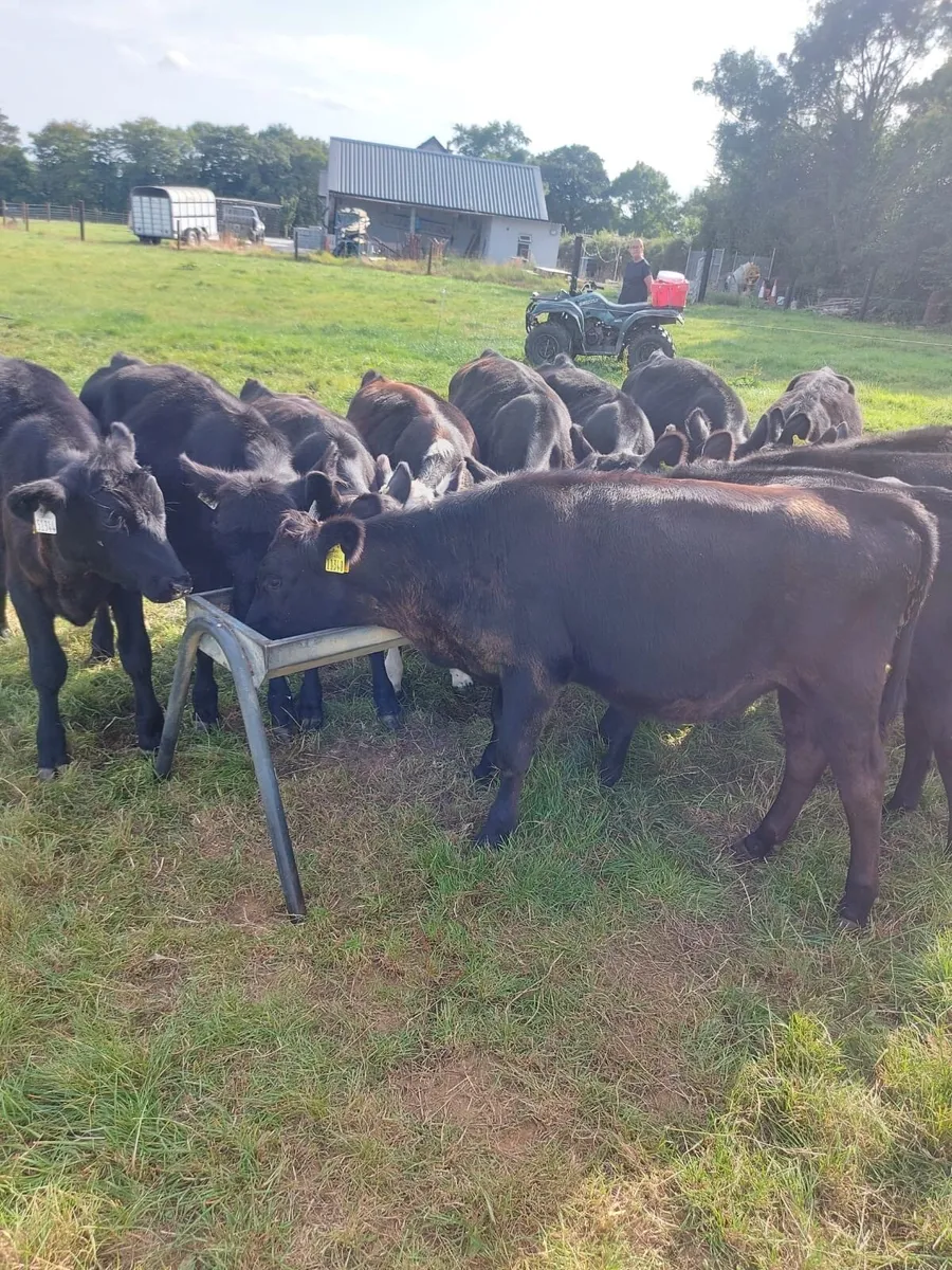 Super quality AA weanling bulls - Image 1