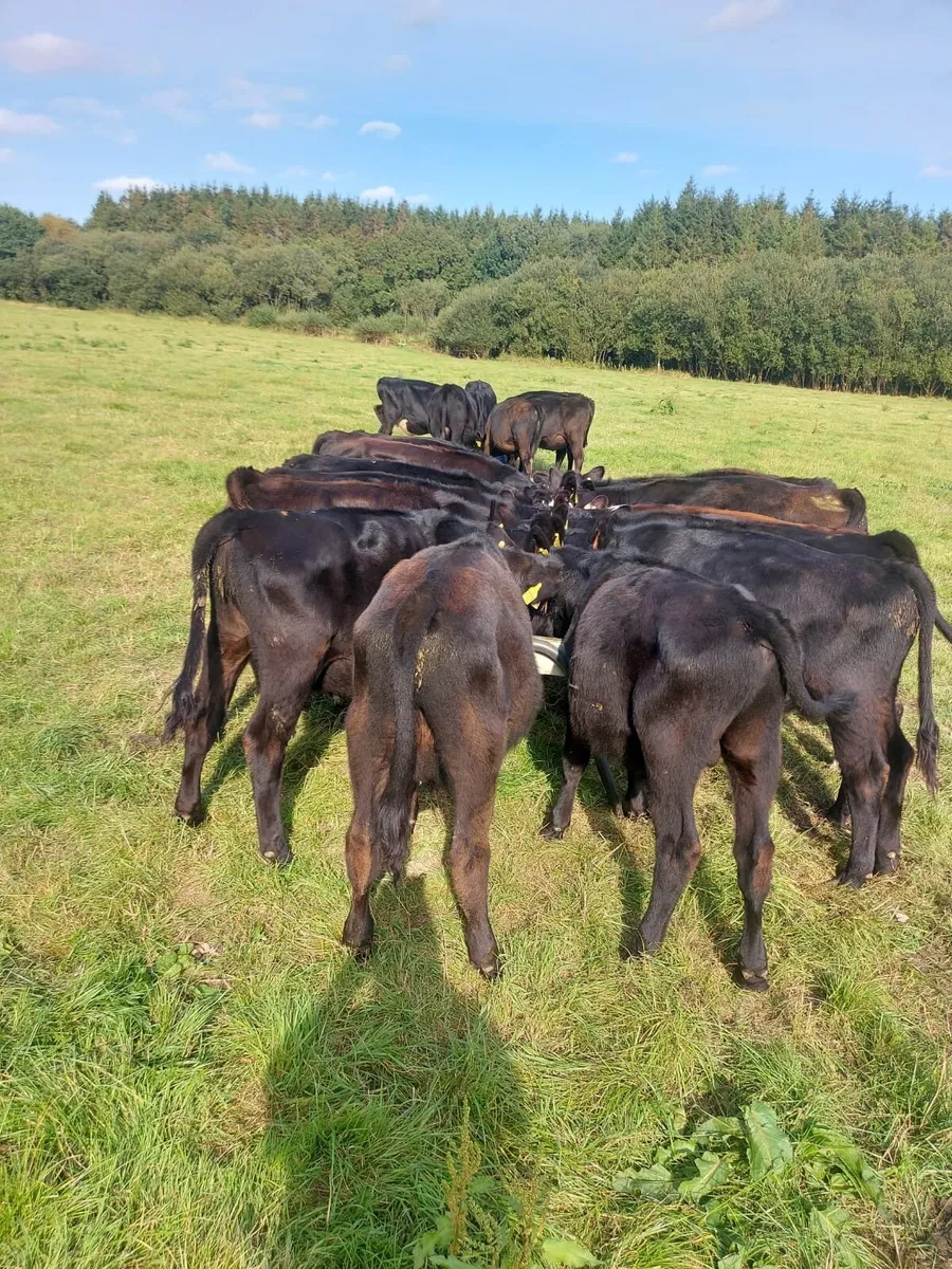 Super quality AA weanling bulls - Image 2