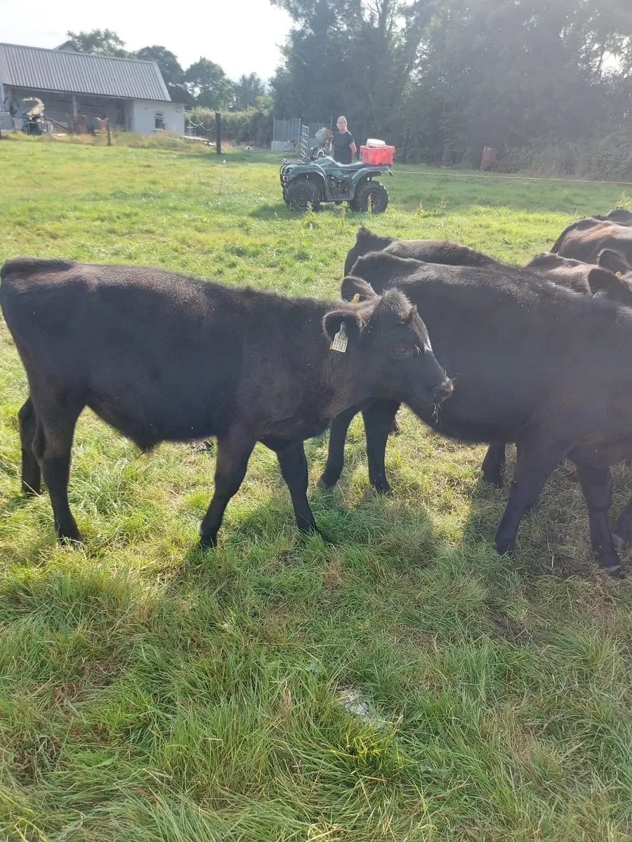 Super quality AA weanling bulls - Image 3