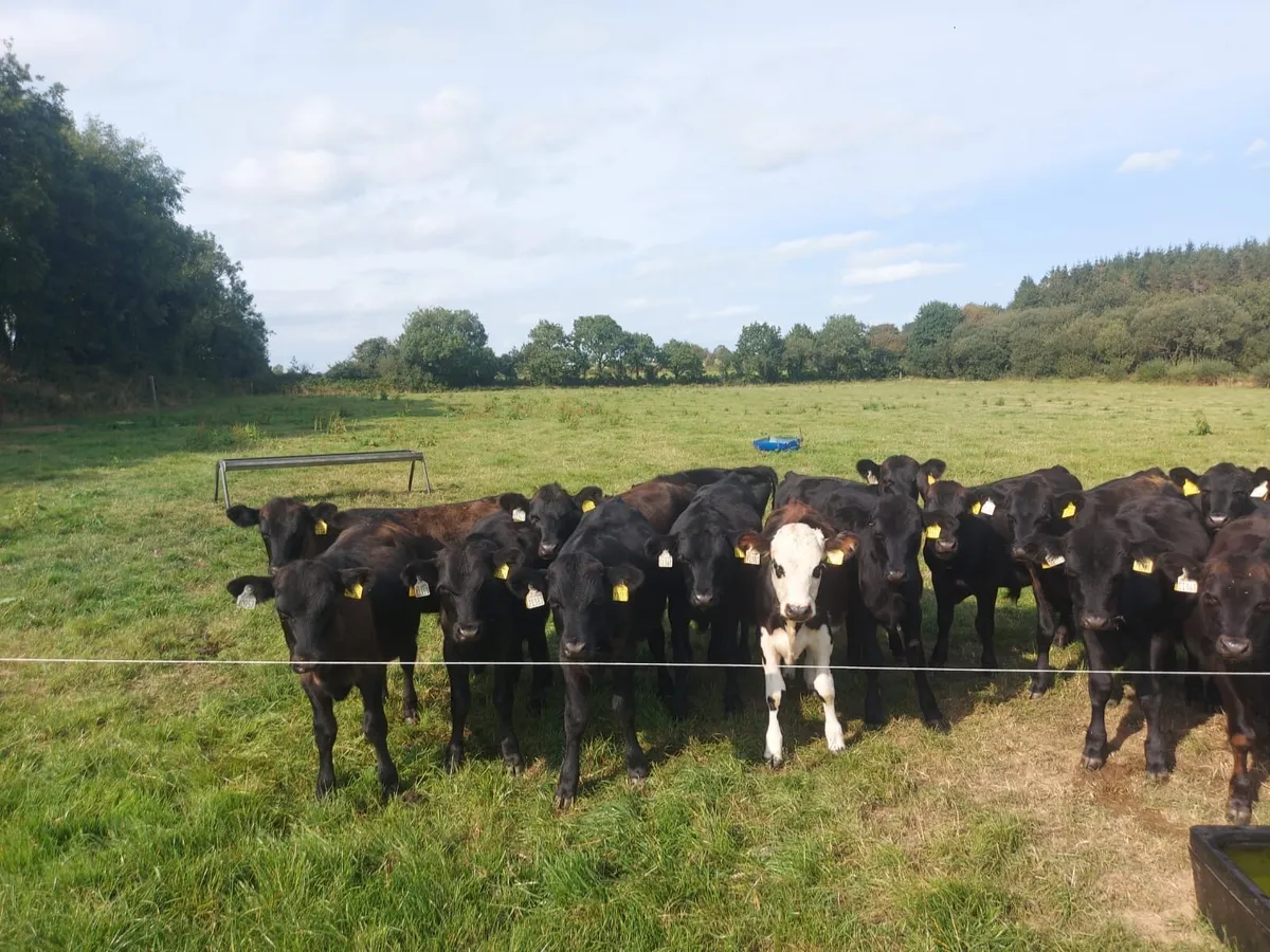 Super quality AA weanling bulls - Image 4