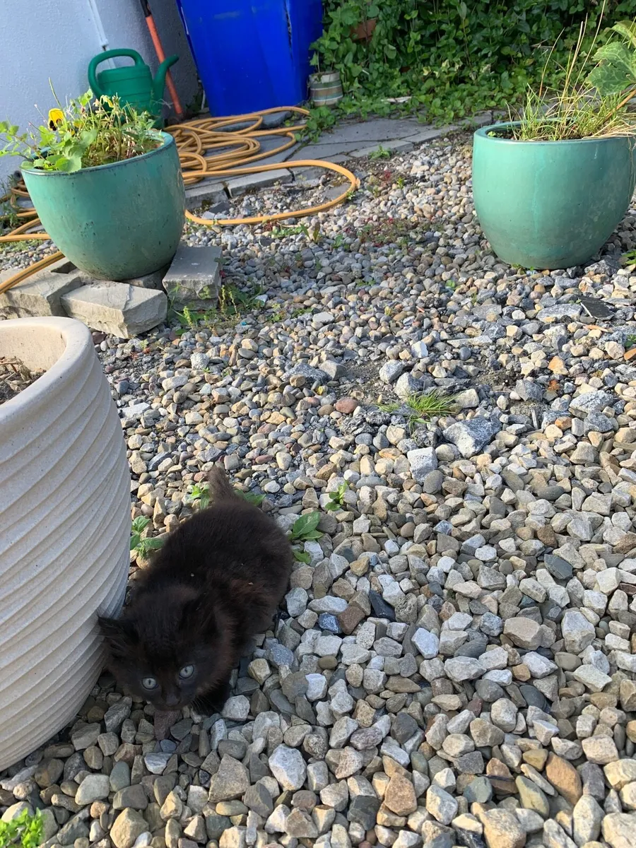 Kittens - Image 2