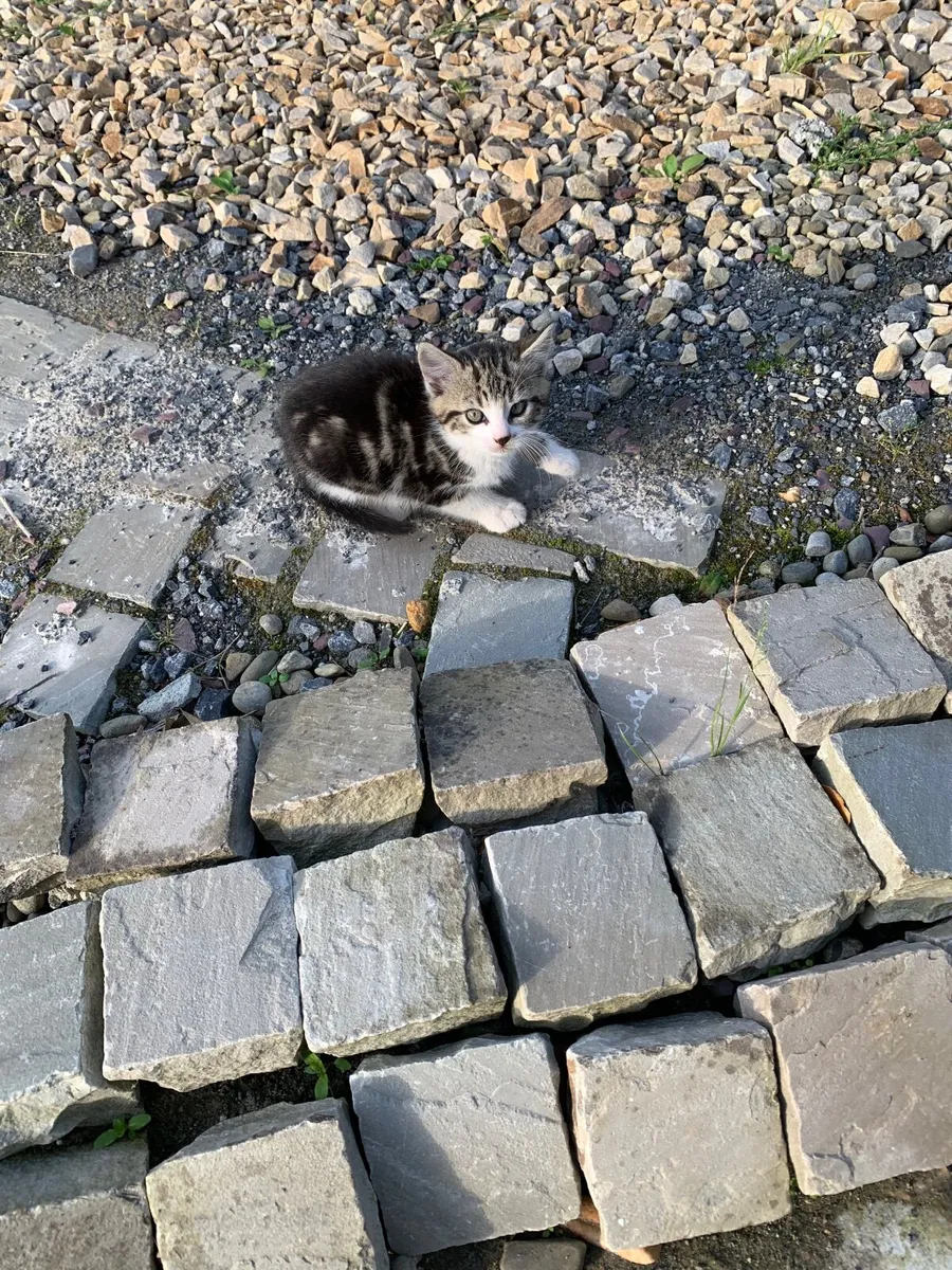 Kittens - Image 3