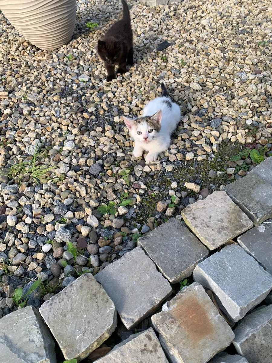 Kittens - Image 4