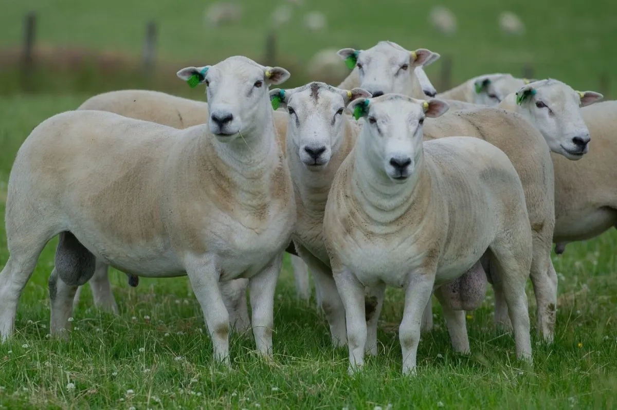 Lleyn Sheep Society Sale 30thAugust Roscommon mart - Image 1