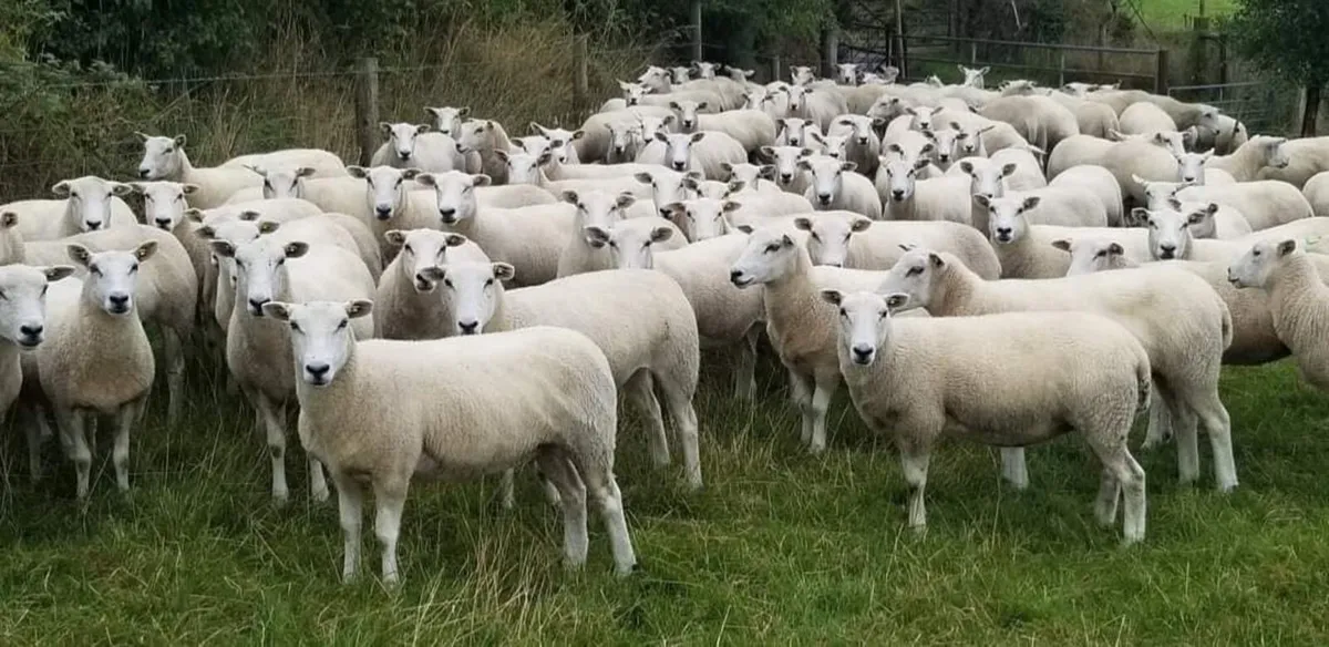 Lleyn Sheep Society Sale 30thAugust Roscommon mart - Image 2