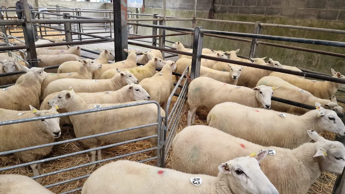 Lleyn Sheep Society Sale 30thAugust Roscommon mart - Image 3