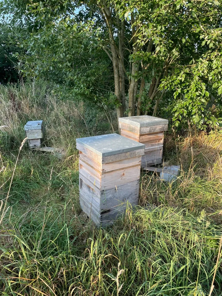 Honey Bees