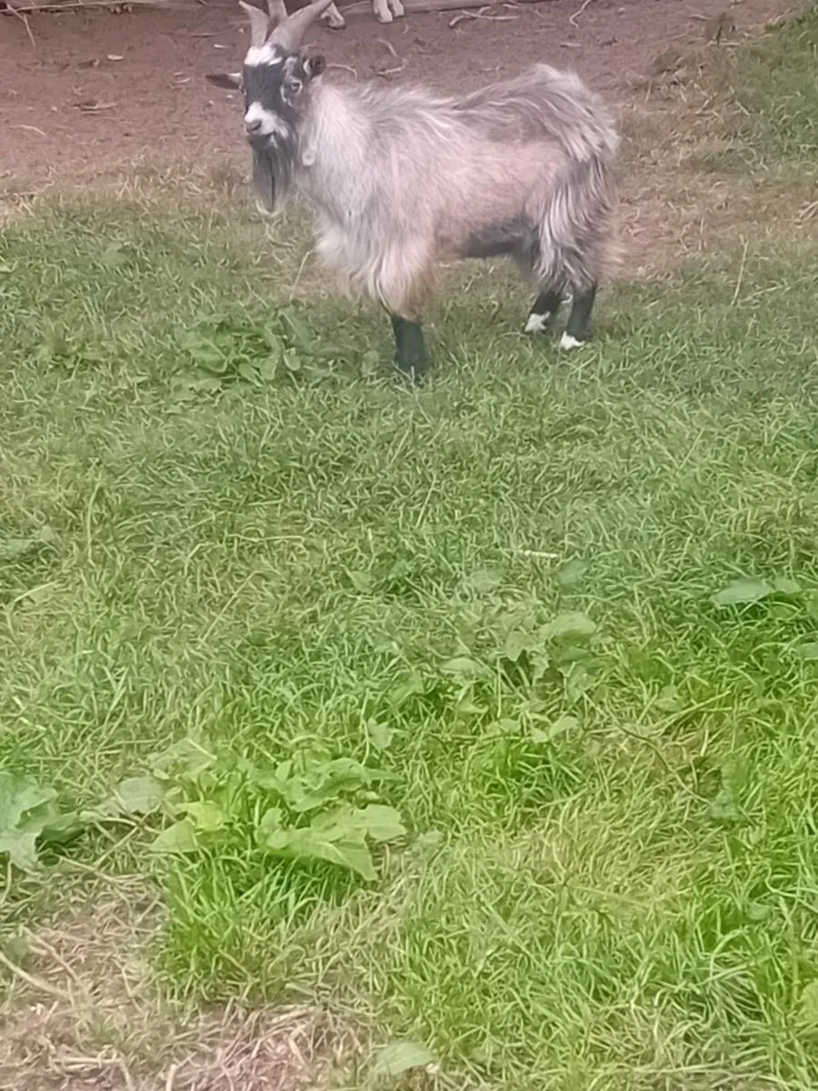 Pygmy goats - Image 1