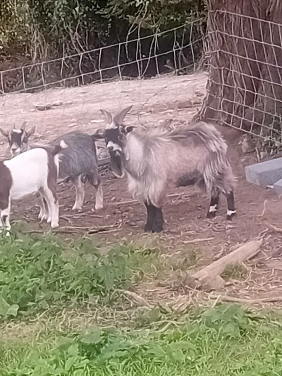 Pygmy goats - Image 2