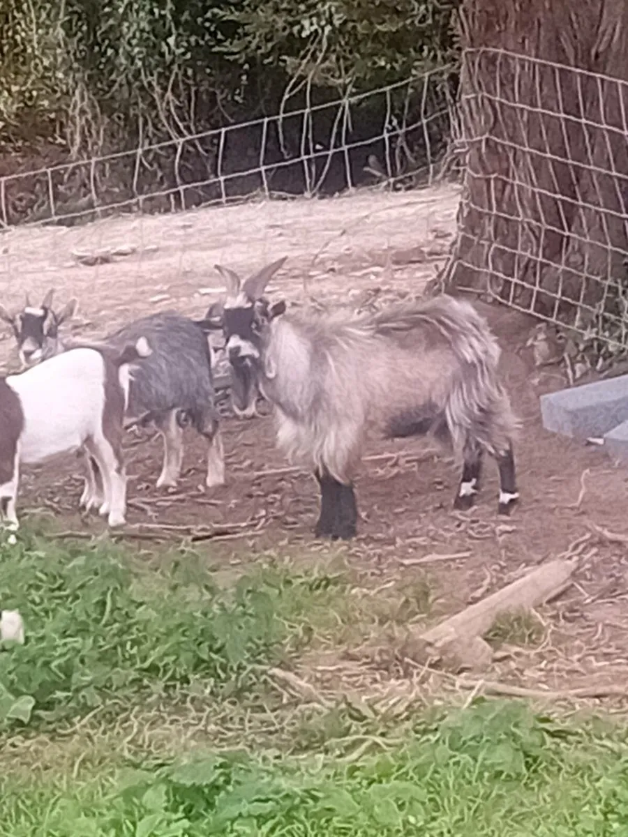 Pygmy goats - Image 3