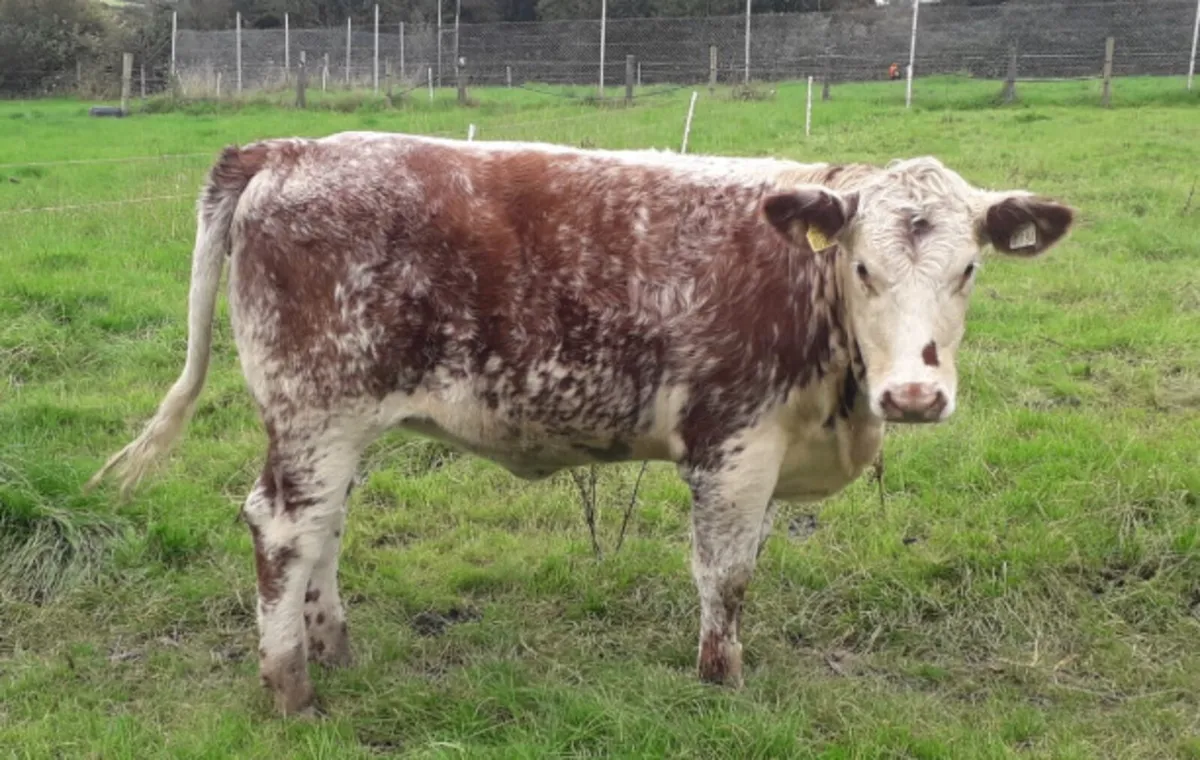 Roan heifer - Image 1