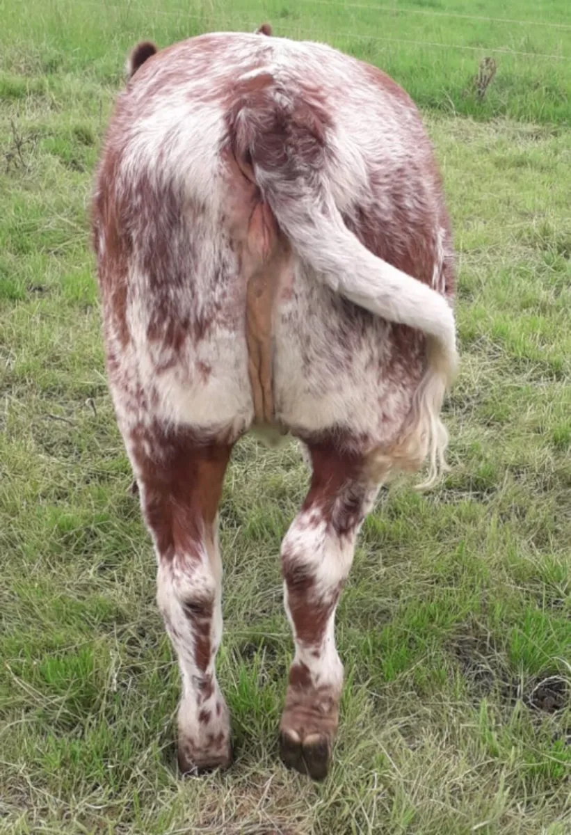 Roan heifer - Image 2