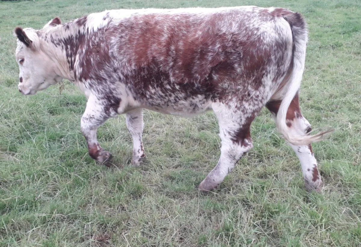 Roan heifer - Image 3