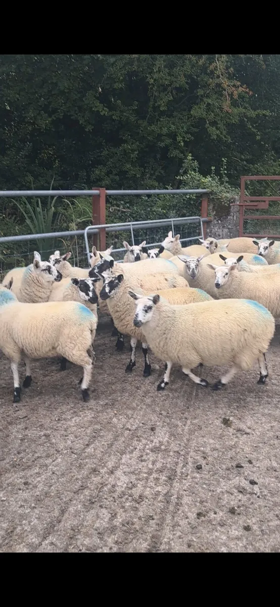 DOWRA MART * Ewe lambs * - Image 1
