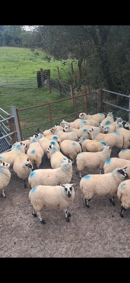DOWRA MART * Ewe lambs * - Image 2