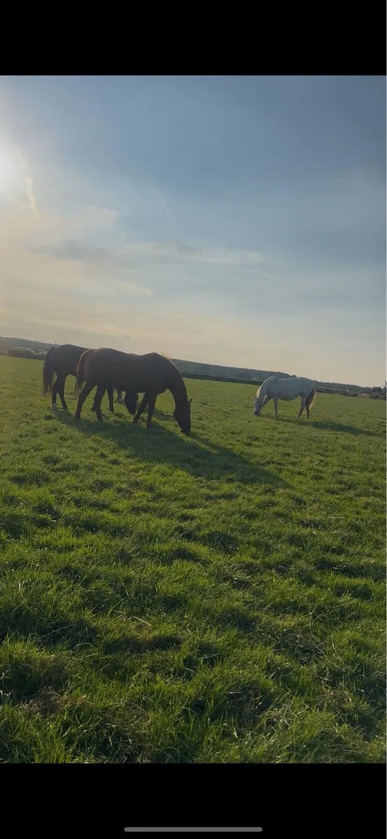 4 x Broodmares (In foal) and youngstock - Image 1