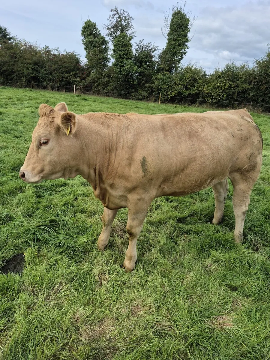 Super heifers for mohill mart - Image 2