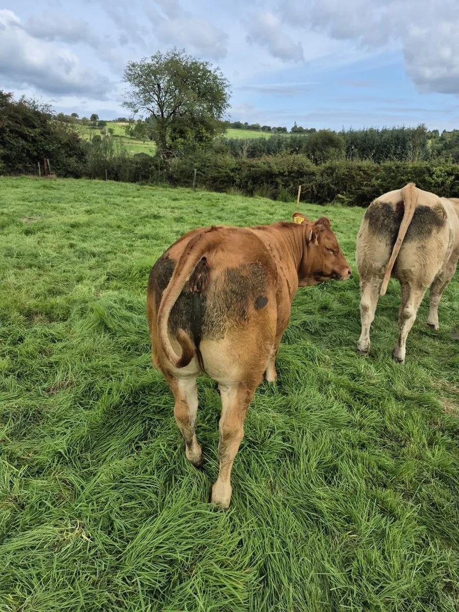 Super heifers for mohill mart - Image 3
