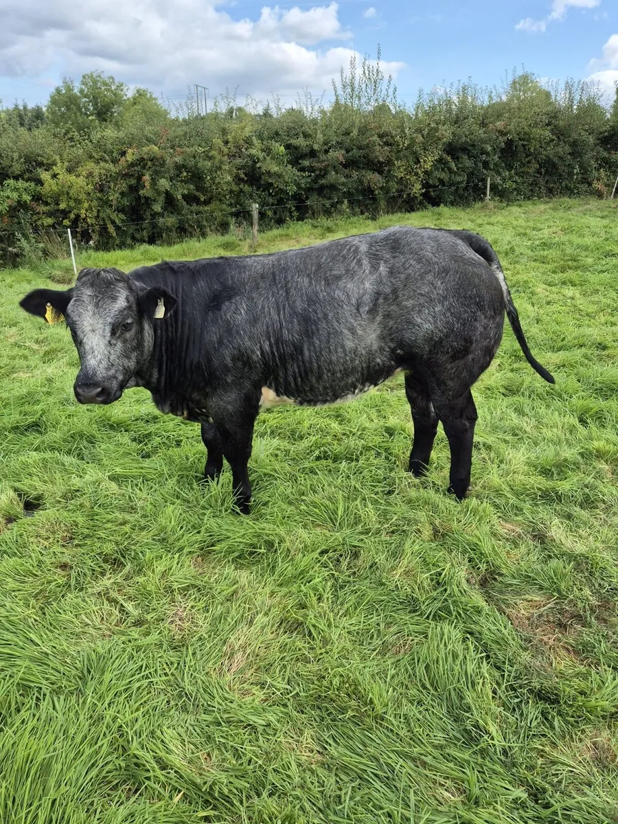 Super heifers for mohill mart - Image 4