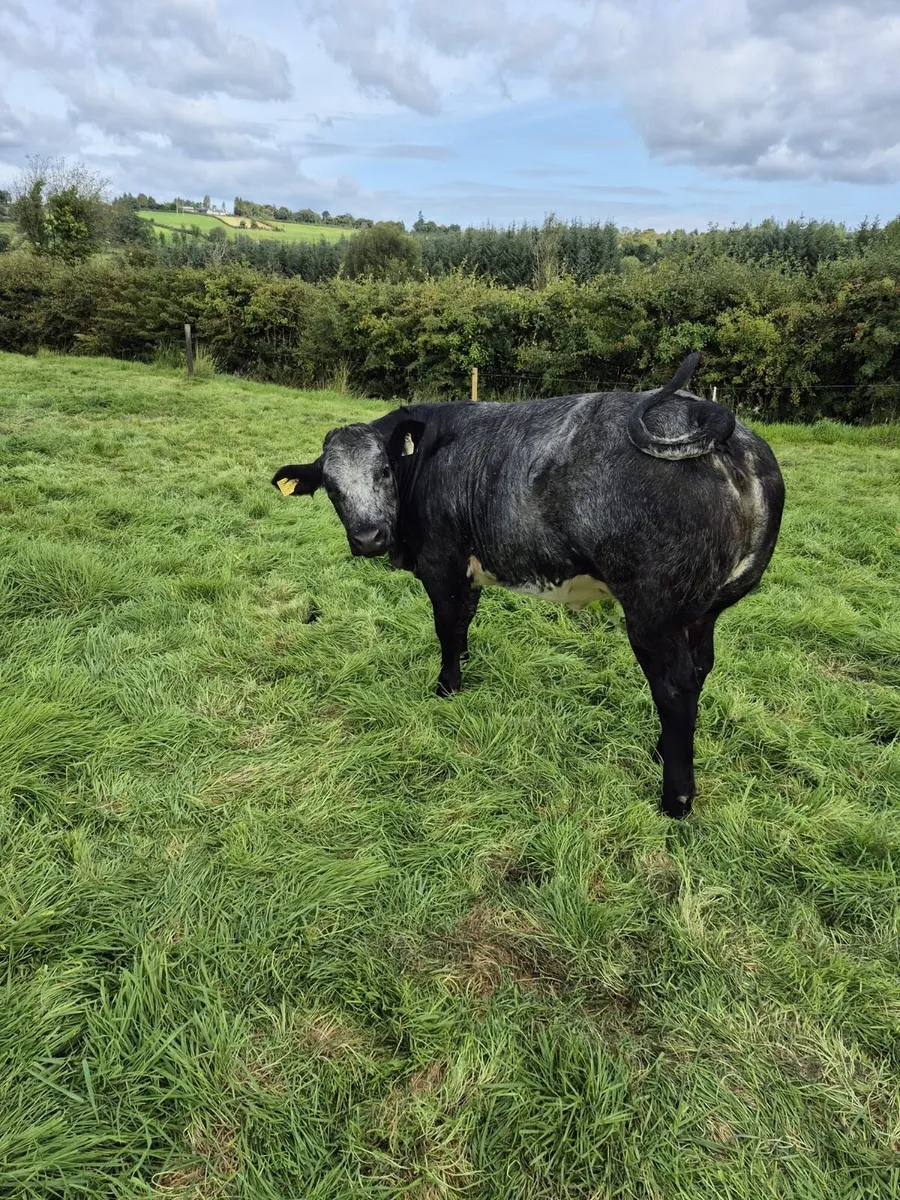 Super heifers for mohill mart - Image 1
