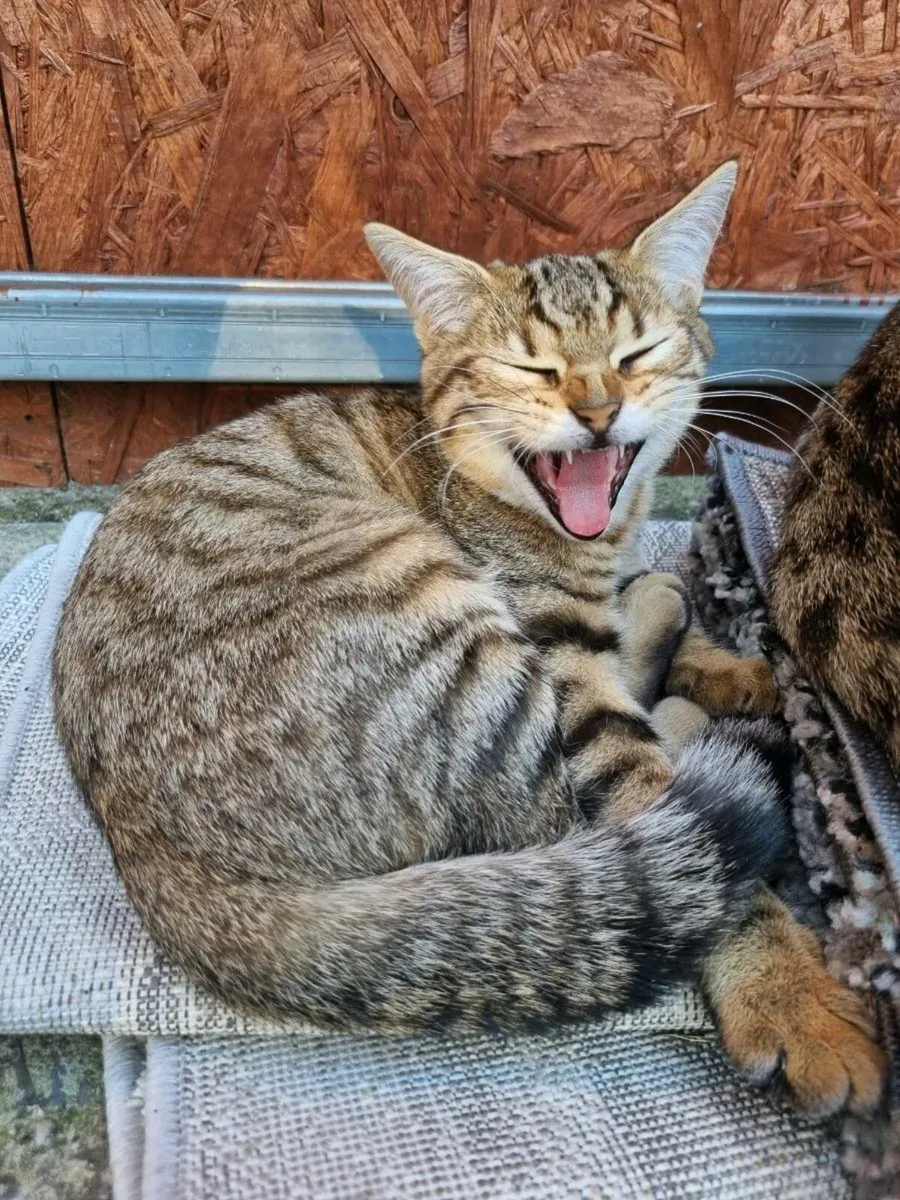 Bengal mix kitten - 2 FEMALES - Image 1