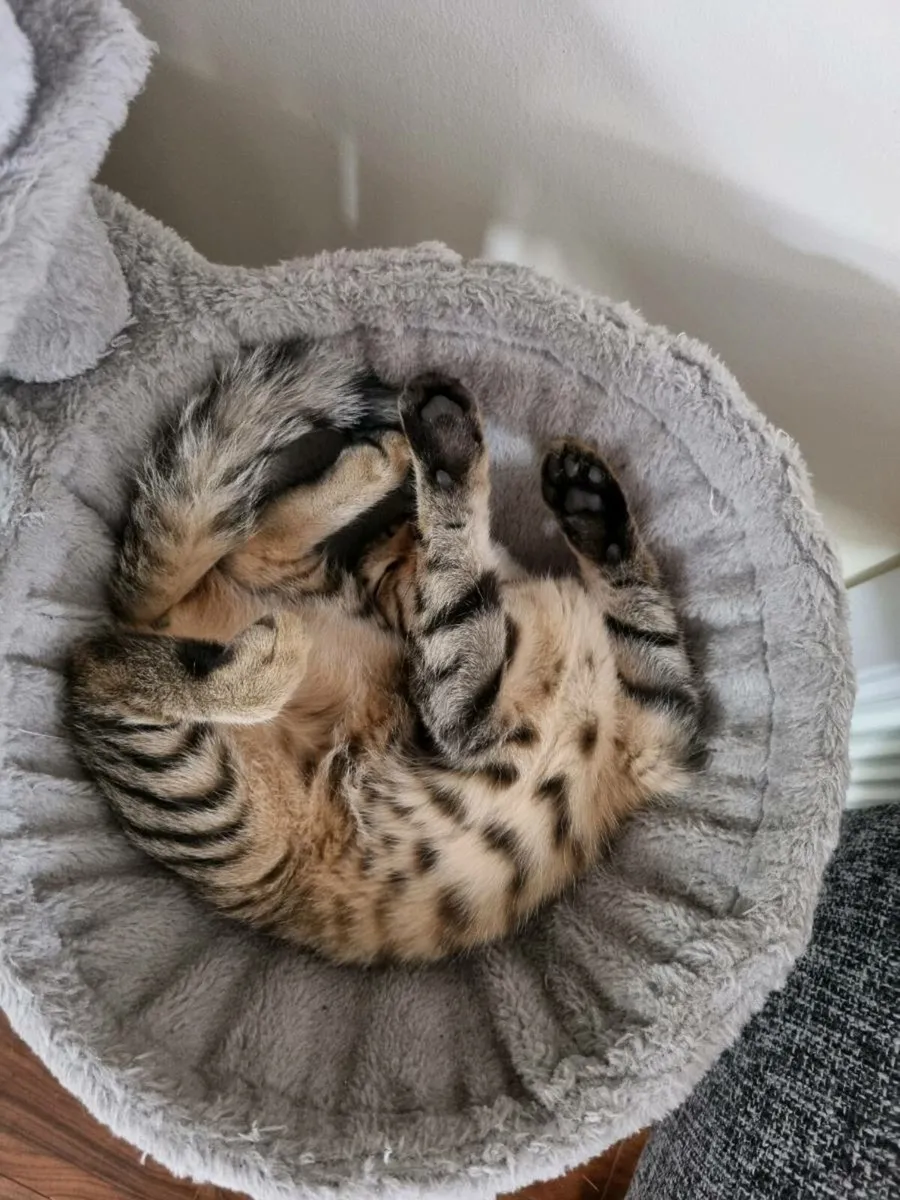 Bengal mix kitten - 2 FEMALES - Image 2