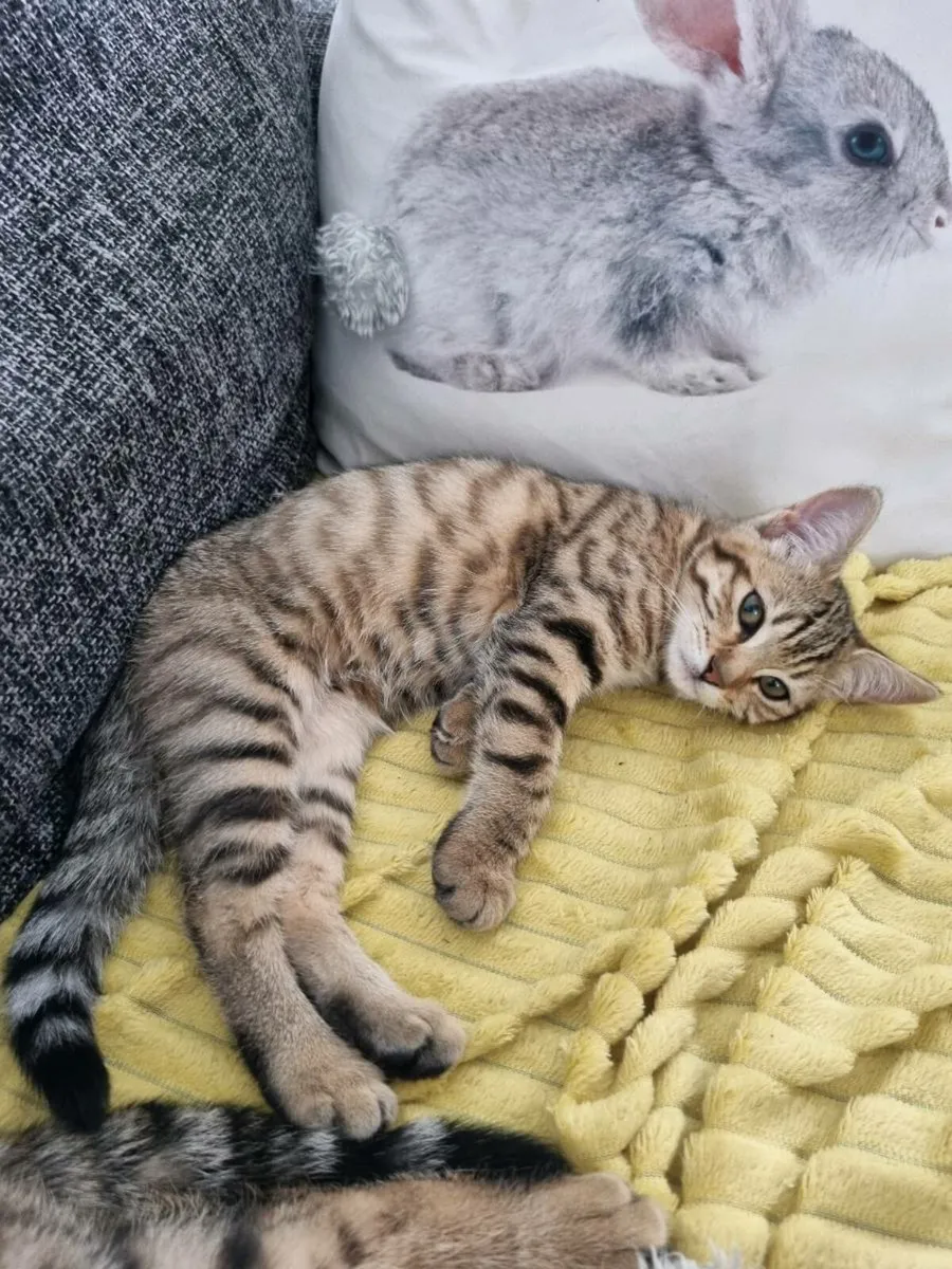 Bengal mix kitten - 2 FEMALES - Image 1