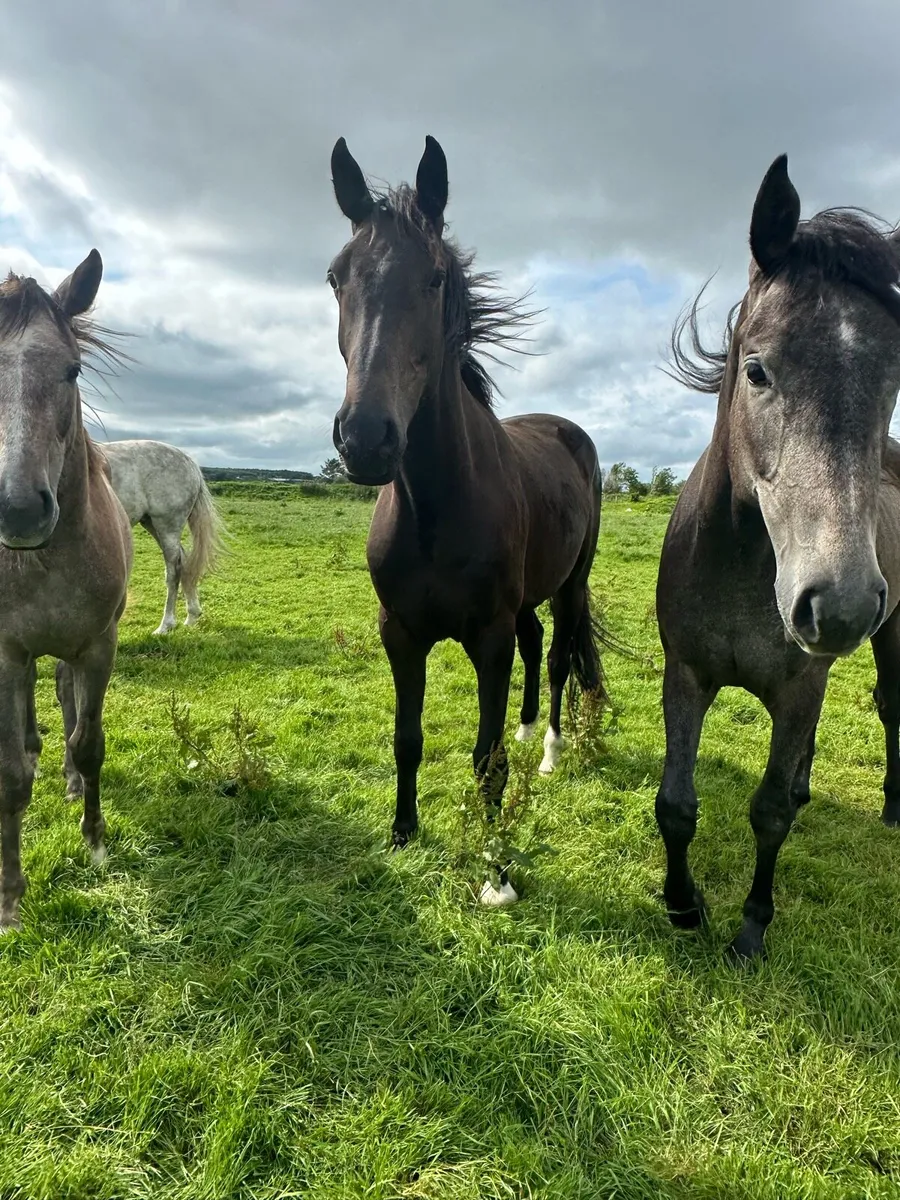 4 x Broodmares (In foal) and youngstock - Image 2