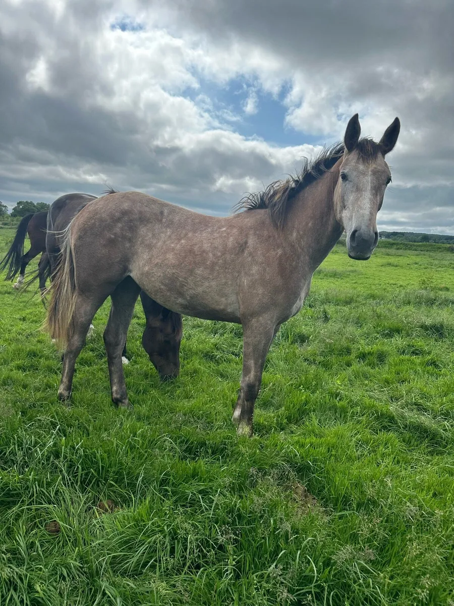 4 x Broodmares (In foal) and youngstock - Image 3