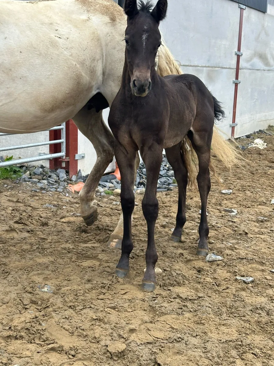 4 x Broodmares (In foal) and youngstock - Image 4