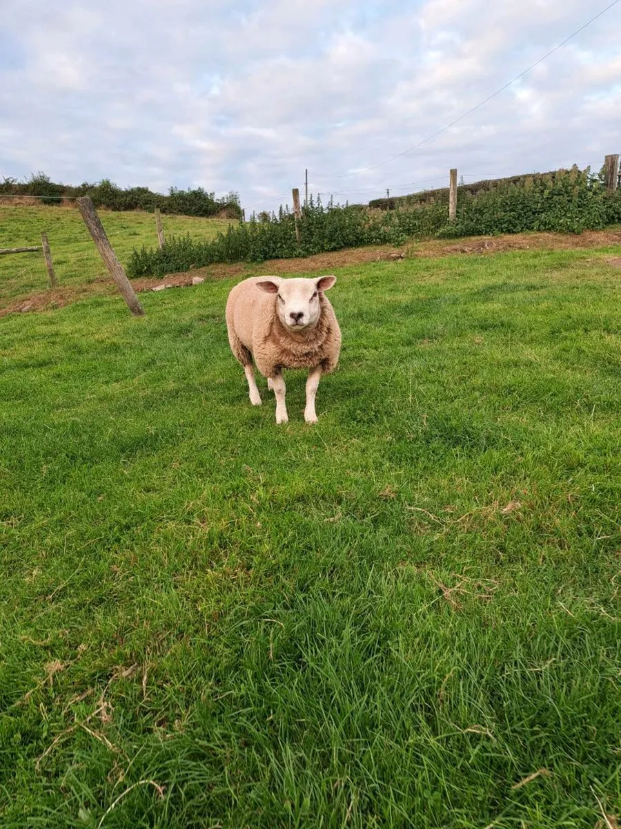 Super Texel Ram Lamb - Image 2