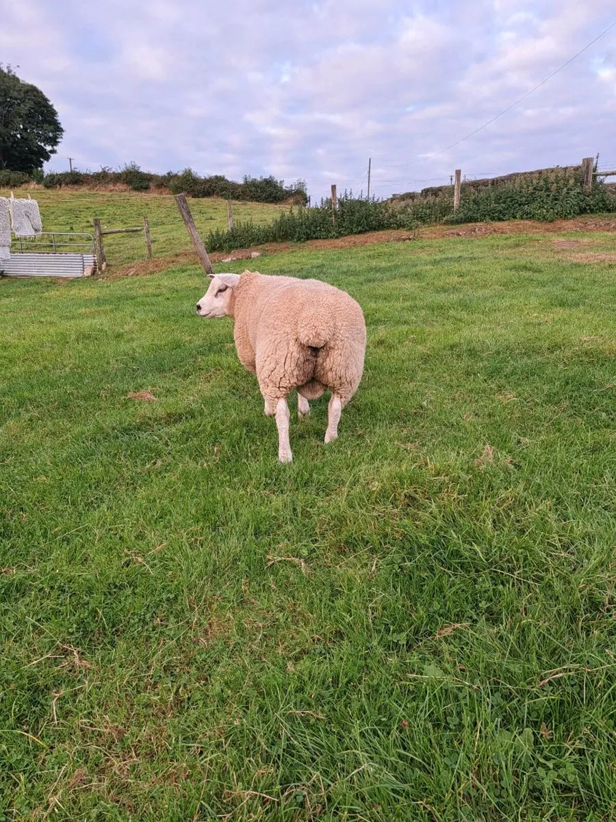 Super Texel Ram Lamb - Image 3